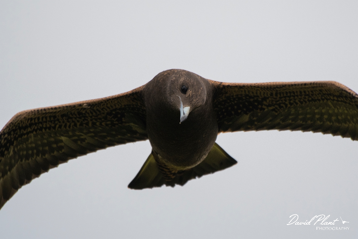 David Plant Photography - Wildlife Photography - Arctic skua - AH.JPG - Arctic skua, juvenile - Highlands