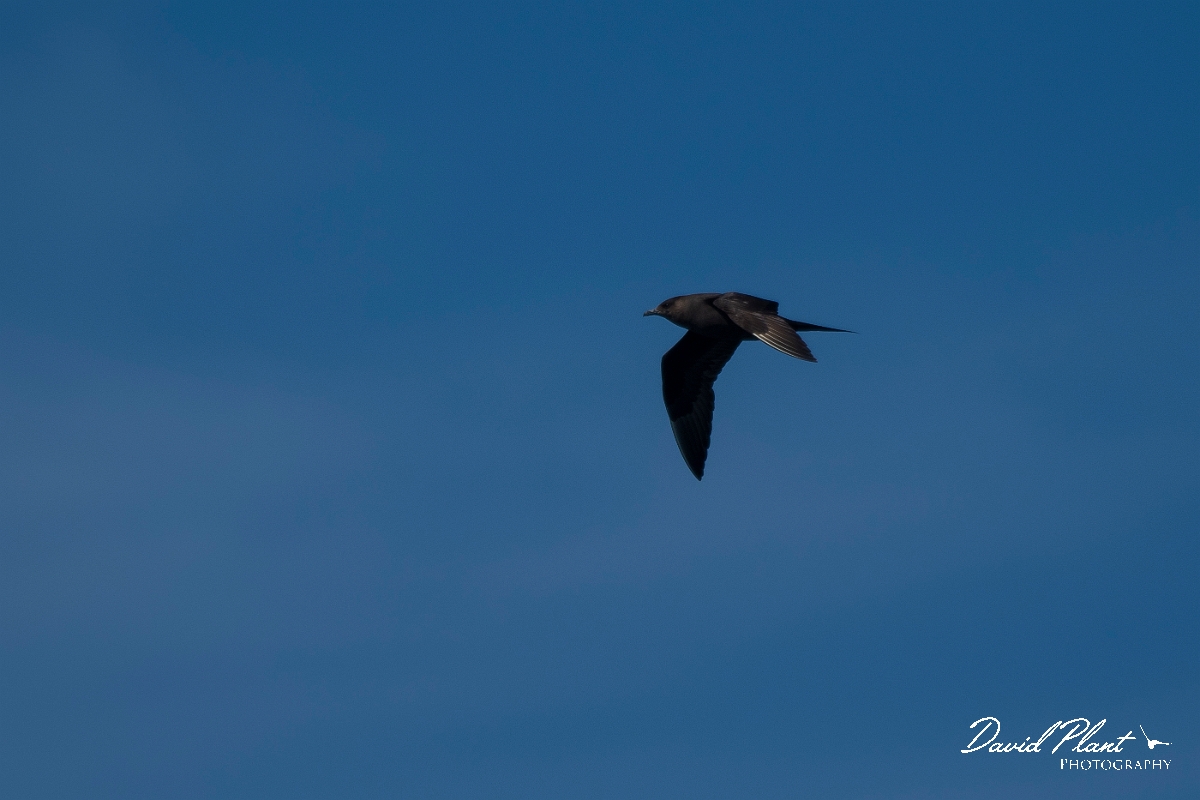 David Plant Photography - Wildlife Photography - Arctic skua - B.JPG - Arctic skua in flight - Sea off Devon