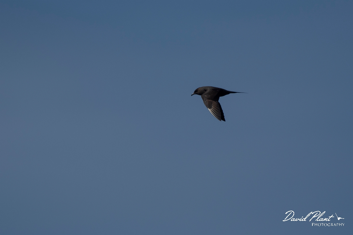 David Plant Photography - Wildlife Photography - Arctic skua - C.JPG - Arctic skua in flight - Sea off Devon