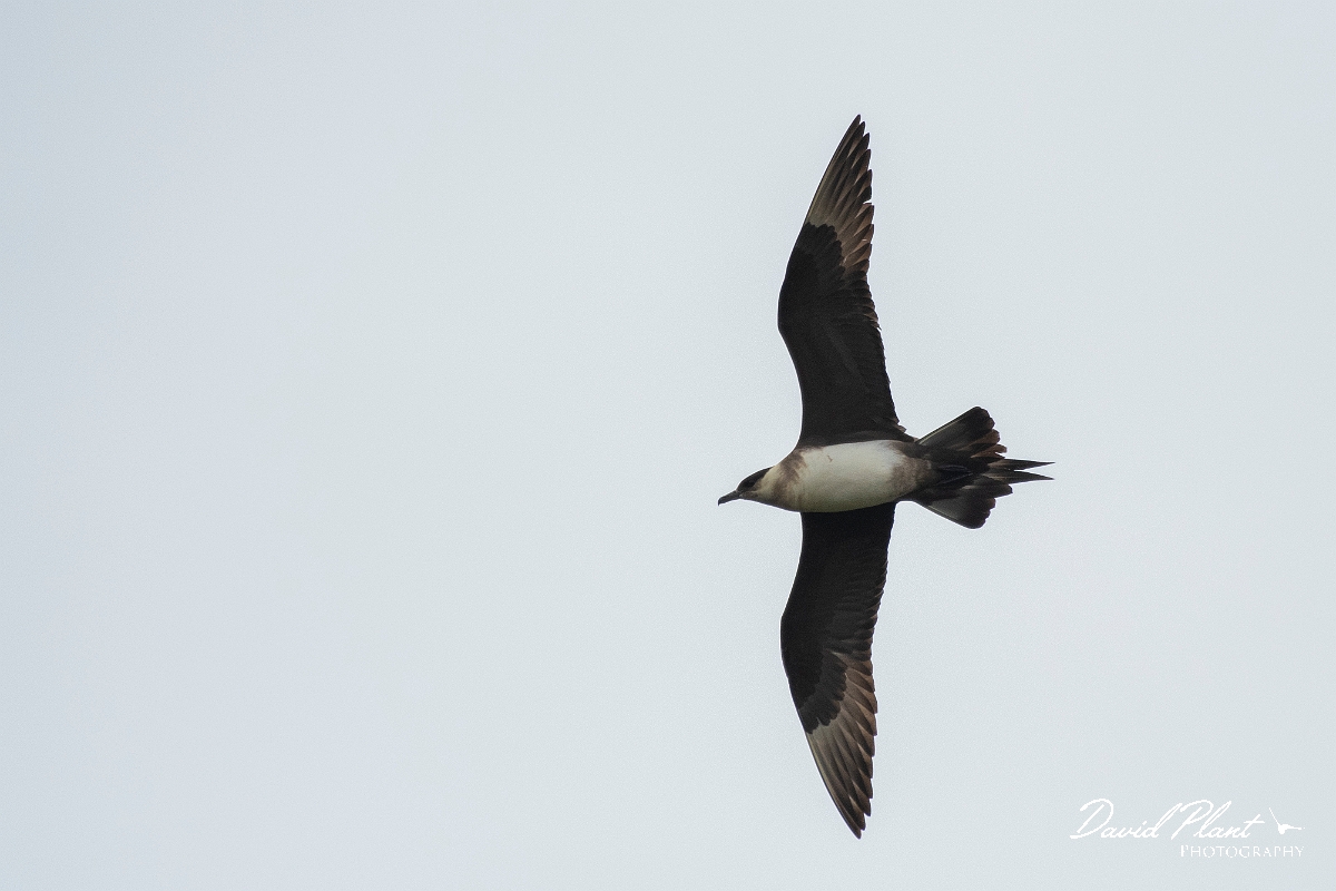 David Plant Photography - Wildlife Photography - Arctic skua - G.JPG - Arctic skua, pale morph - Highlands