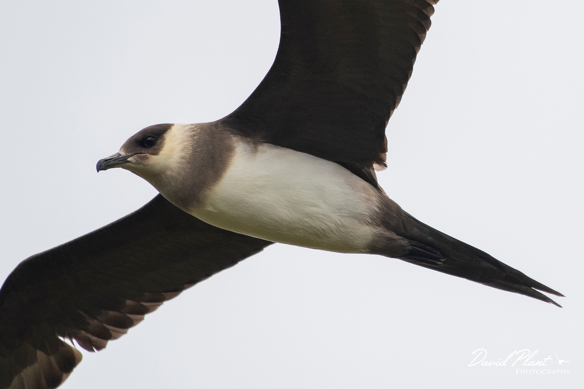 David Plant Photography - Wildlife Photography - Arctic skua - H.JPG - Arctic skua, pale morph - Highlands