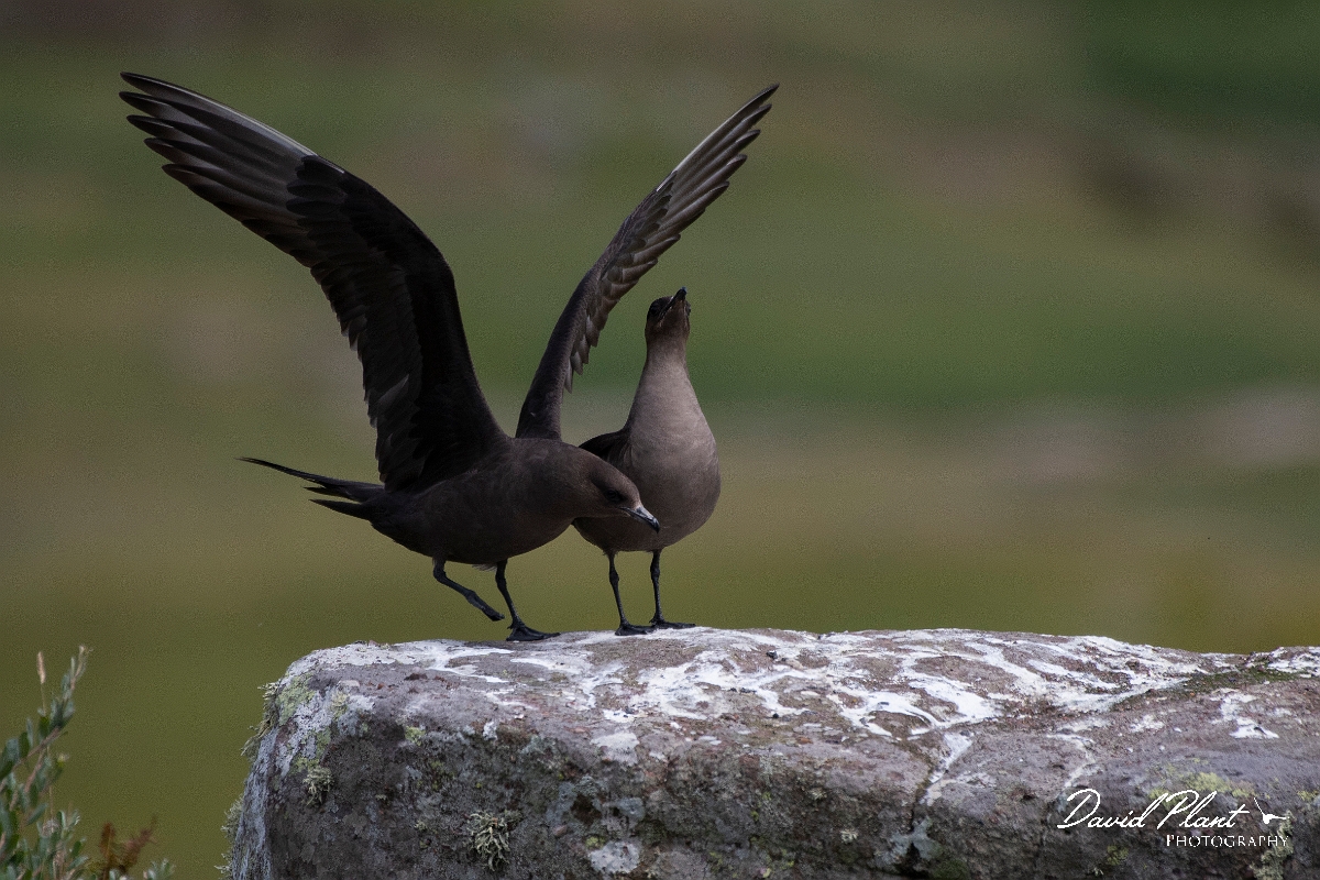 David Plant Photography - Wildlife Photography - Arctic skua - I.JPG - Arctic skua, dark morph pair - Highlands