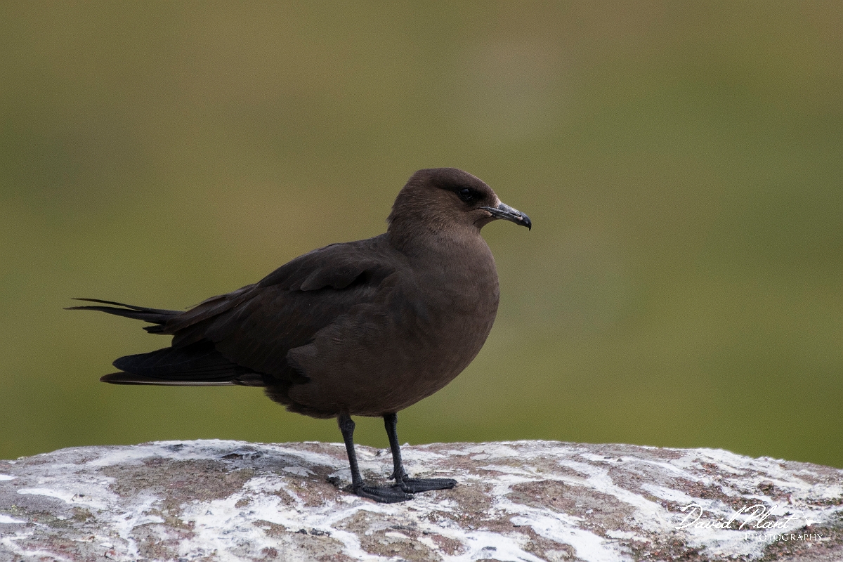 David Plant Photography - Wildlife Photography - Arctic skua - L.JPG - Arctic skua, dark morph - Highlands