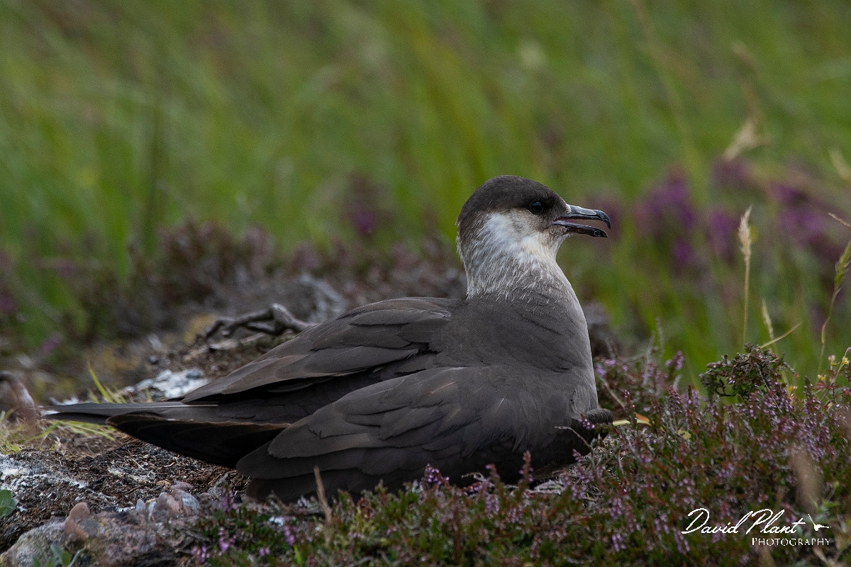 David Plant Photography - Wildlife Photography - Arctic skua - M.JPG - Arctic skua, pale morph - Highlands