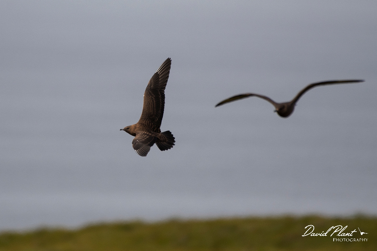 David Plant Photography - Wildlife Photography - Arctic skua - O.JPG - Arctic skua, juvenile - Highlands