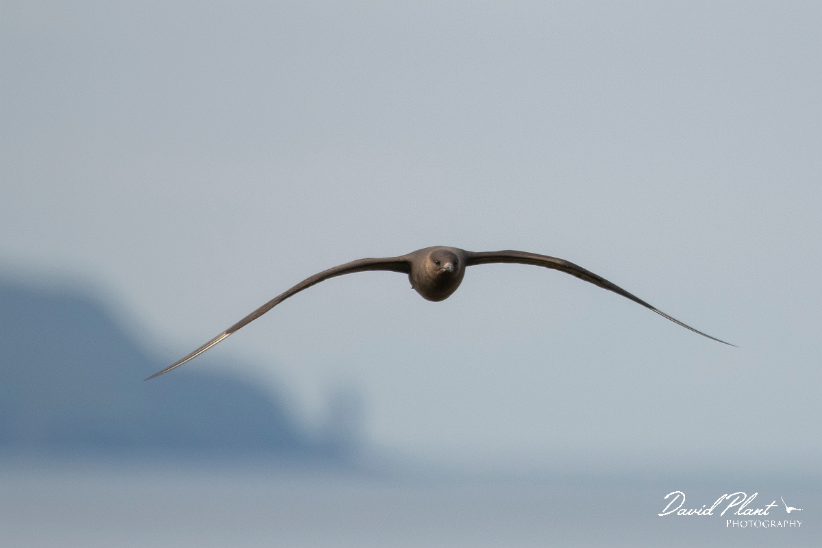 David Plant Photography - Wildlife Photography - Arctic skua - P.JPG - Arctic skua, dark morph - Highlands