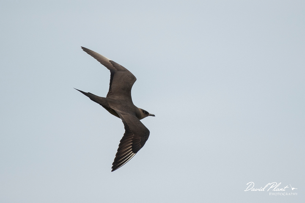 David Plant Photography - Wildlife Photography - Arctic skua - Q.JPG - Arctic skua, dark morph - Highlands
