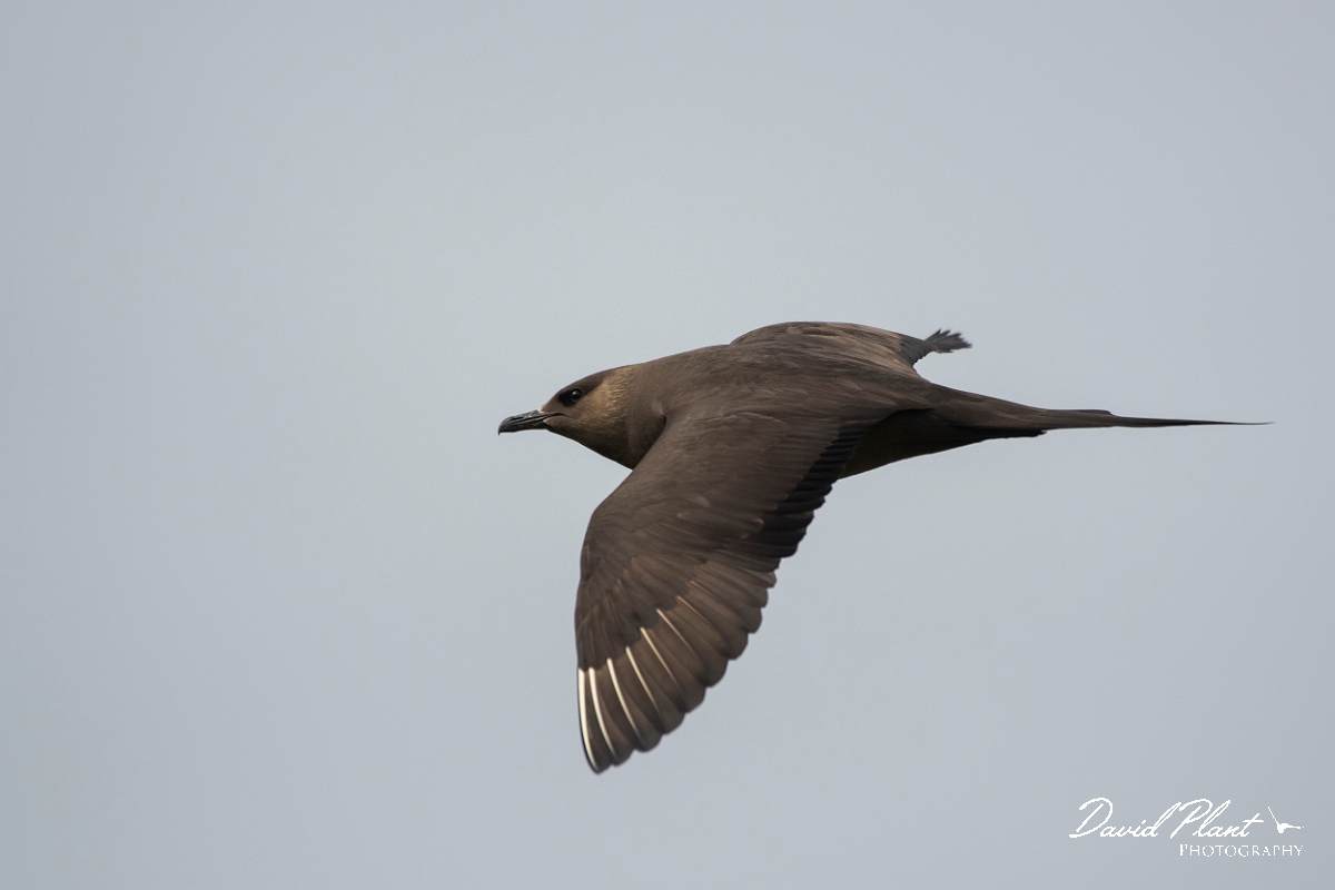 David Plant Photography - Wildlife Photography - Arctic skua - R.JPG - Arctic skua, dark morph - Highlands