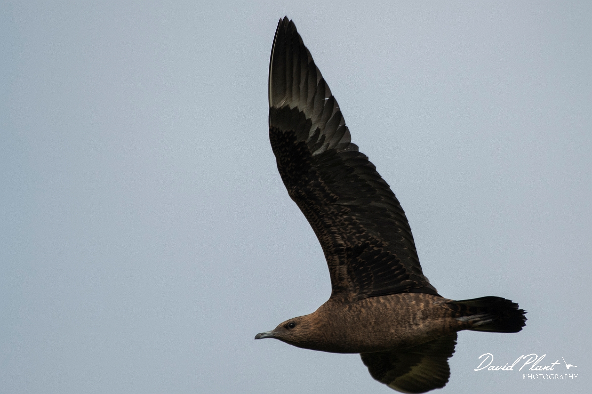 David Plant Photography - Wildlife Photography - Arctic skua - T.JPG - Arctic skua, juvenile - Highlands