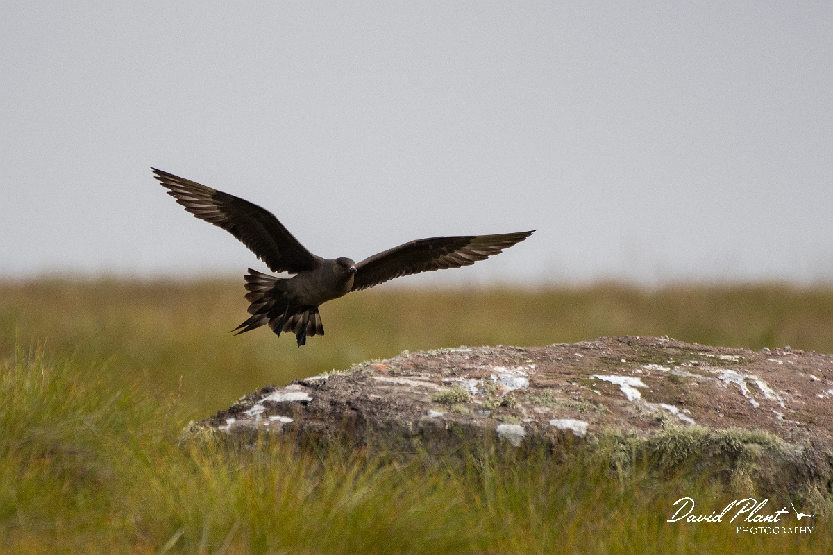 David Plant Photography - Wildlife Photography - Arctic skua - U.JPG - Arctic skua, dark morph - Highlands