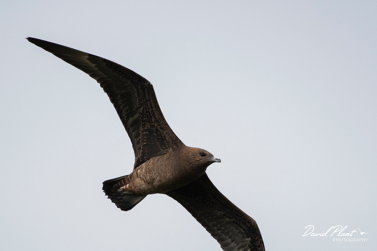 David Plant Photography - Wildlife Photography - Arctic skua - V.JPG - Arctic skua, juvenile - Highlands