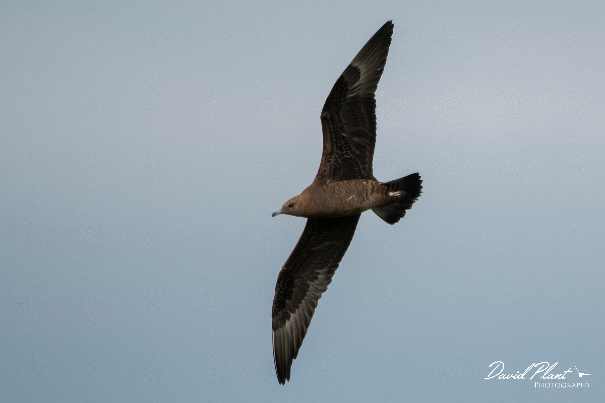 David Plant Photography - Wildlife Photography - Arctic skua - W.JPG - Arctic skua, juvenile - Highlands