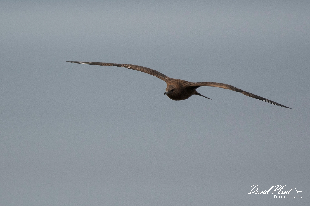 David Plant Photography - Wildlife Photography - Arctic skua - X.JPG - Arctic skua, juvenile - Highlands
