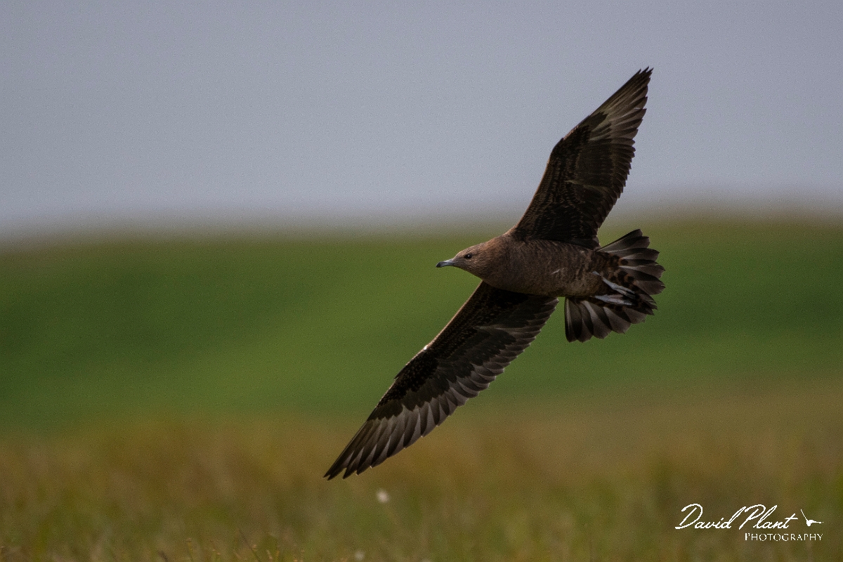 David Plant Photography - Wildlife Photography - Arctic skua - Y.JPG - Arctic skua, juvenile - Highlands