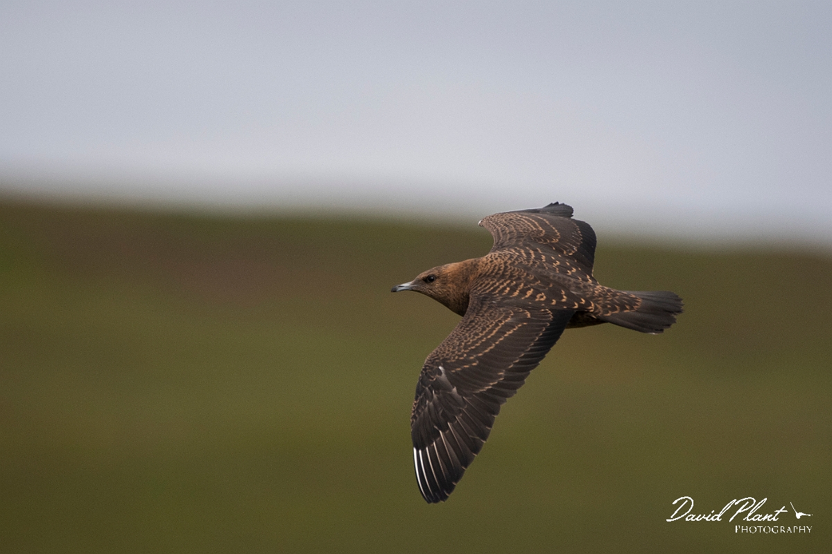 David Plant Photography - Wildlife Photography - Arctic skua - Z.JPG - Arctic skua, juvenile - Highlands
