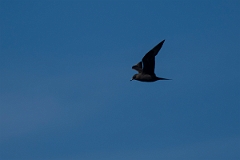 David Plant Photography - Wildlife Photography - Arctic skua - A