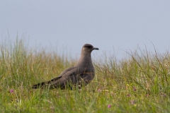 David Plant Photography - Wildlife Photography - Arctic skua - AC