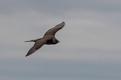 David Plant Photography - Wildlife Photography - Arctic skua - AD