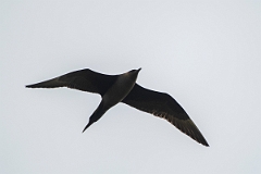 David Plant Photography - Wildlife Photography - Arctic skua - AF