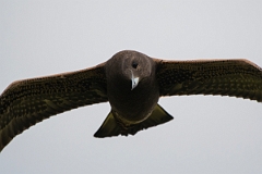 David Plant Photography - Wildlife Photography - Arctic skua - AH