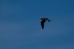 David Plant Photography - Wildlife Photography - Arctic skua - B