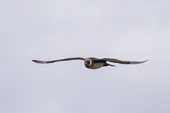 David Plant Photography - Wildlife Photography - Arctic skua - D