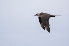 David Plant Photography - Wildlife Photography - Arctic skua - E