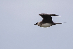 David Plant Photography - Wildlife Photography - Arctic skua - F