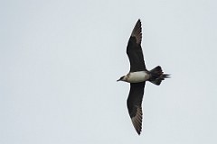 David Plant Photography - Wildlife Photography - Arctic skua - G