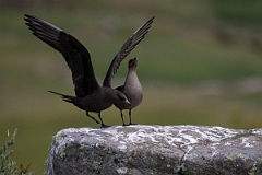 David Plant Photography - Wildlife Photography - Arctic skua - I