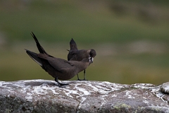 David Plant Photography - Wildlife Photography - Arctic skua - J