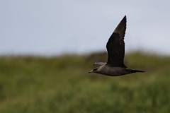 David Plant Photography - Wildlife Photography - Arctic skua - K