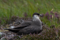 David Plant Photography - Wildlife Photography - Arctic skua - M