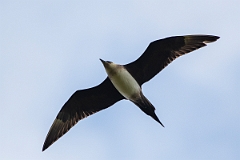 David Plant Photography - Wildlife Photography - Arctic skua - N