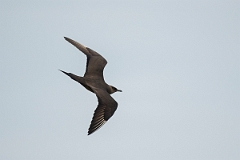 David Plant Photography - Wildlife Photography - Arctic skua - Q
