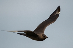 David Plant Photography - Wildlife Photography - Arctic skua - S