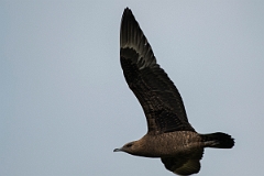 David Plant Photography - Wildlife Photography - Arctic skua - T