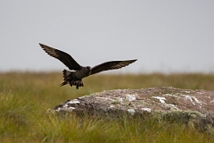 David Plant Photography - Wildlife Photography - Arctic skua - U