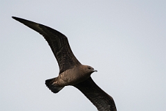 David Plant Photography - Wildlife Photography - Arctic skua - V