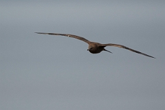 David Plant Photography - Wildlife Photography - Arctic skua - X