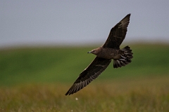 David Plant Photography - Wildlife Photography - Arctic skua - Y