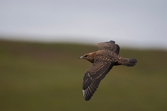 David Plant Photography - Wildlife Photography - Arctic skua - Z