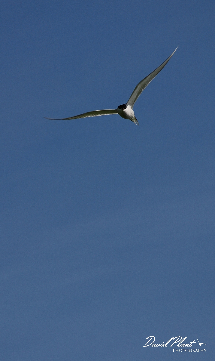 David Plant Photography - Wildlife Photographer - Arctic tern in flight - D.JPG - Arctic tern in flight - Shetland Islands