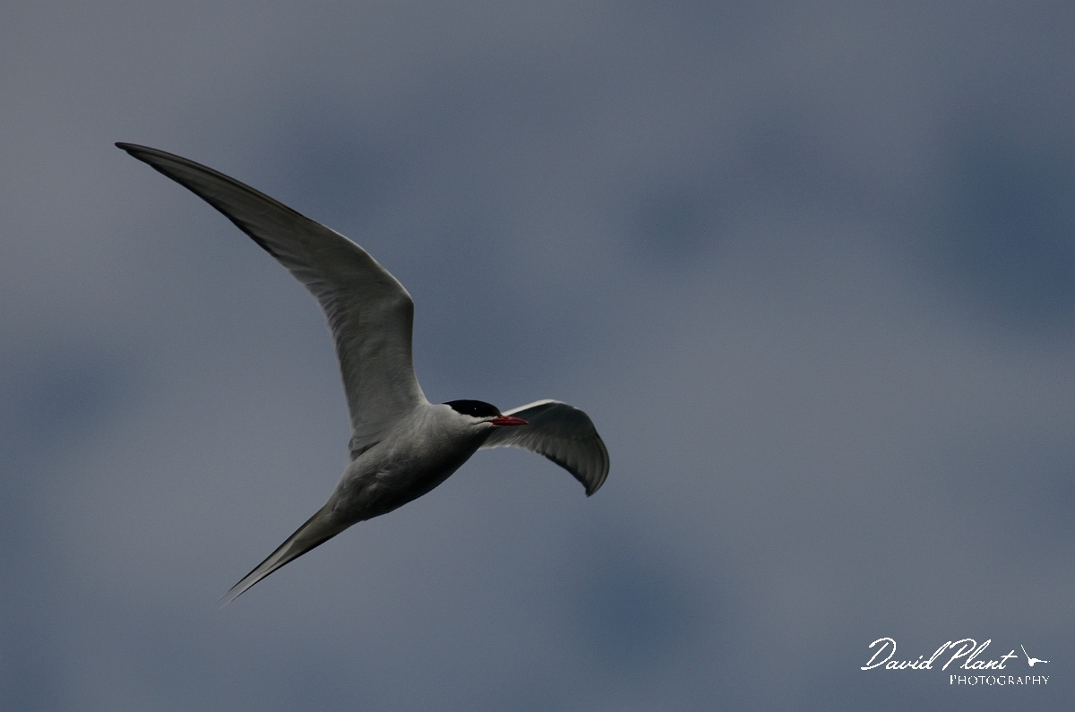 David Plant Photography - Wildlife Photography - Arctic tern - E.jpg - Arctic tern in flight - Argyll and Bute