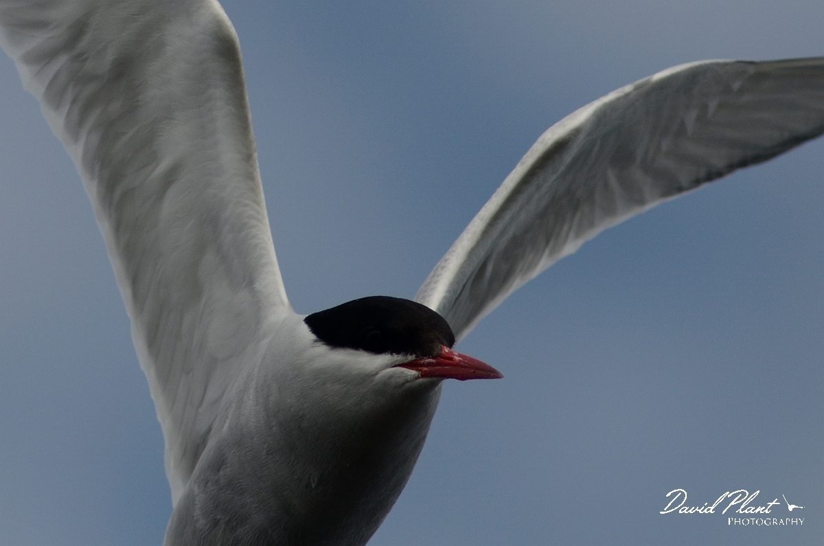 David Plant Photography - Wildlife Photography - Arctic tern - F.jpg - Arctic tern head in flight - Argyll and Bute