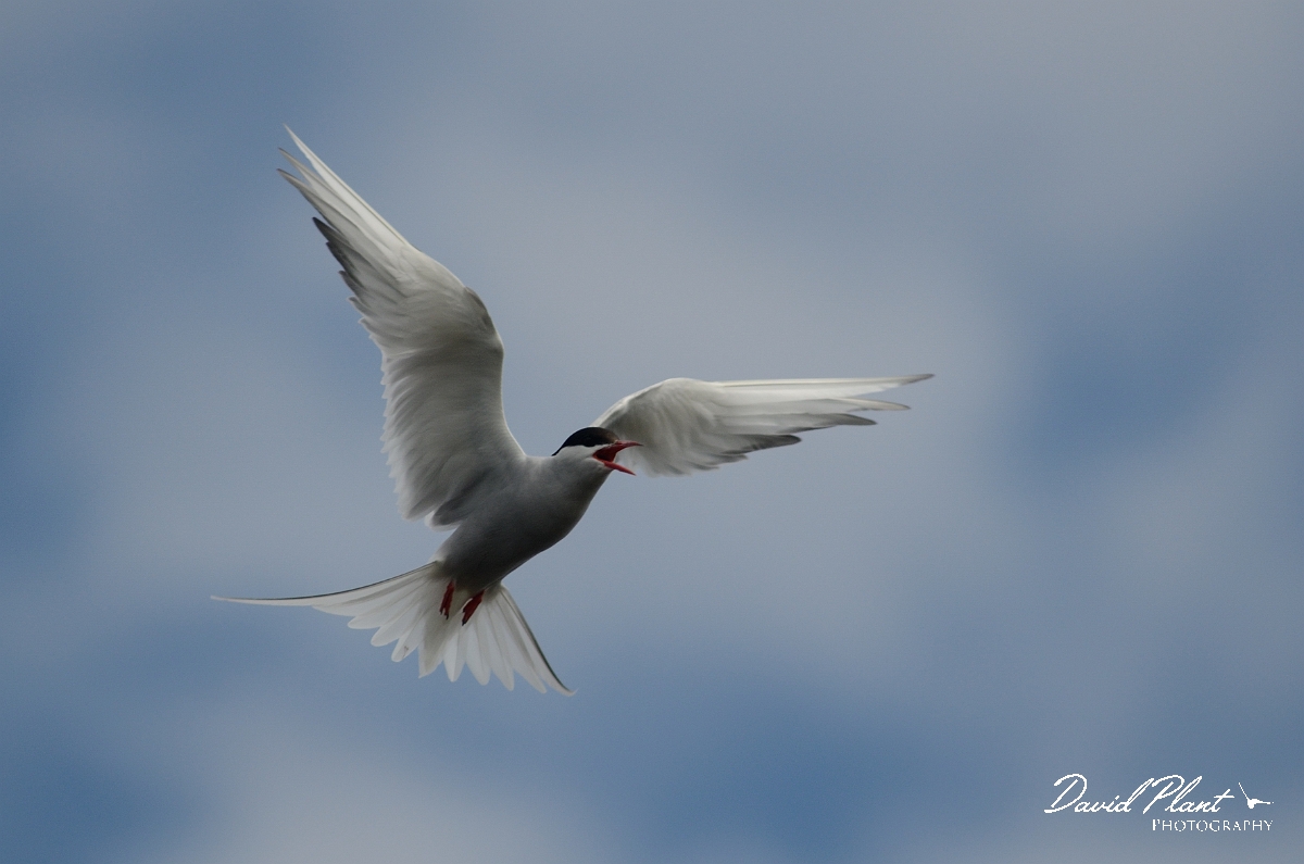 David Plant Photography - Wildlife Photography - Arctic tern - H.jpg - Arctic tern calling in flight - Argyll and Bute