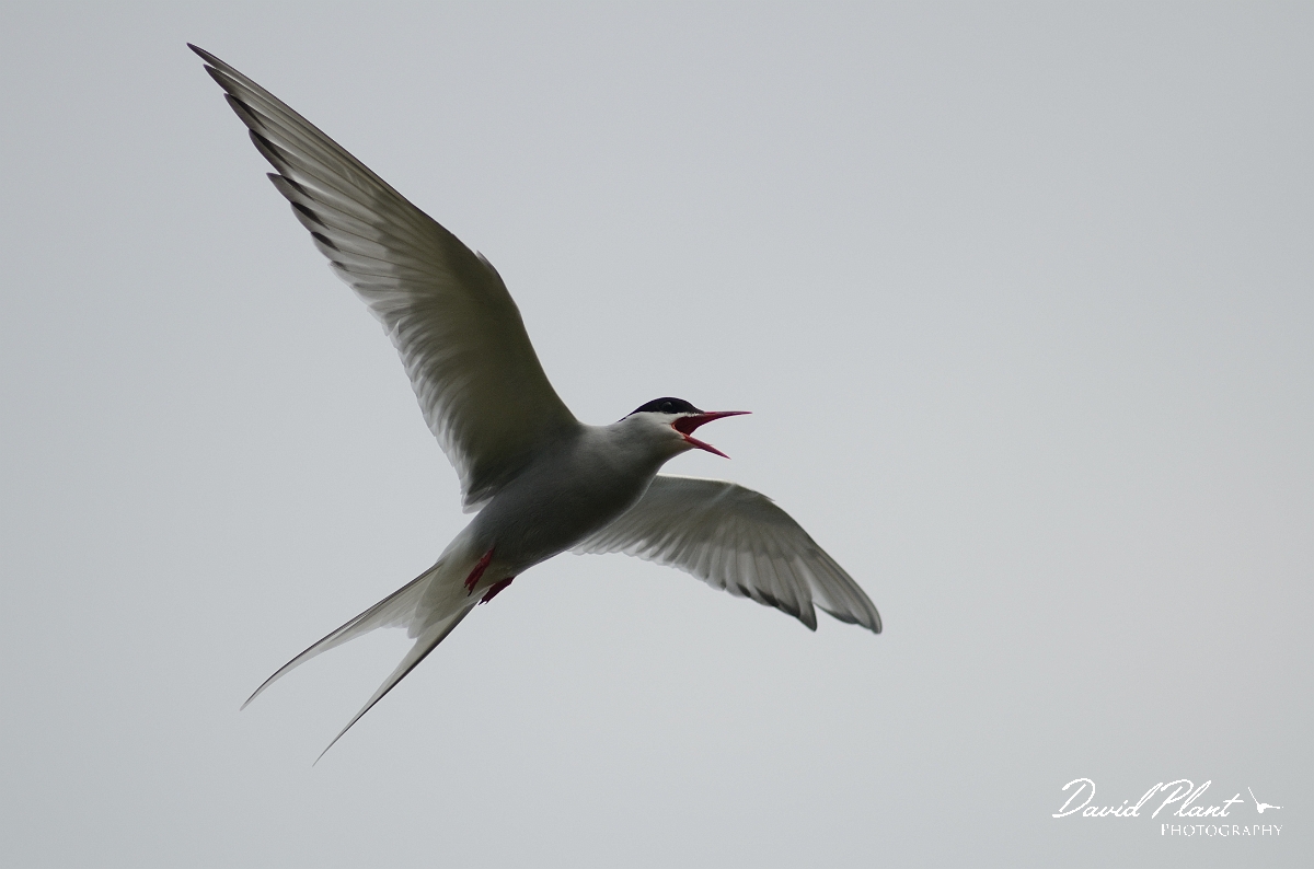 David Plant Photography - Wildlife Photography - Arctic tern - J.jpg - Arctic tern calling in flight - Argyll and Bute