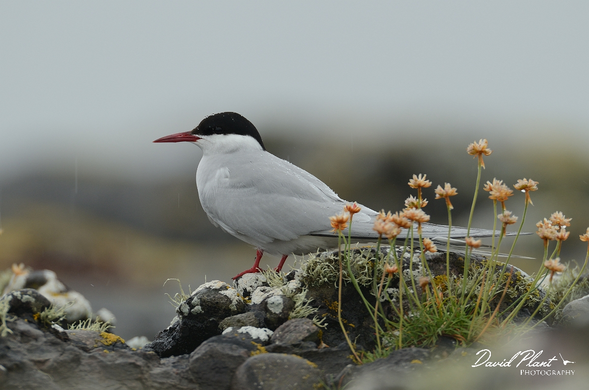 David Plant Photography - Wildlife Photography - Arctic tern - K.jpg - Arctic tern in the rain - Argyll and Bute