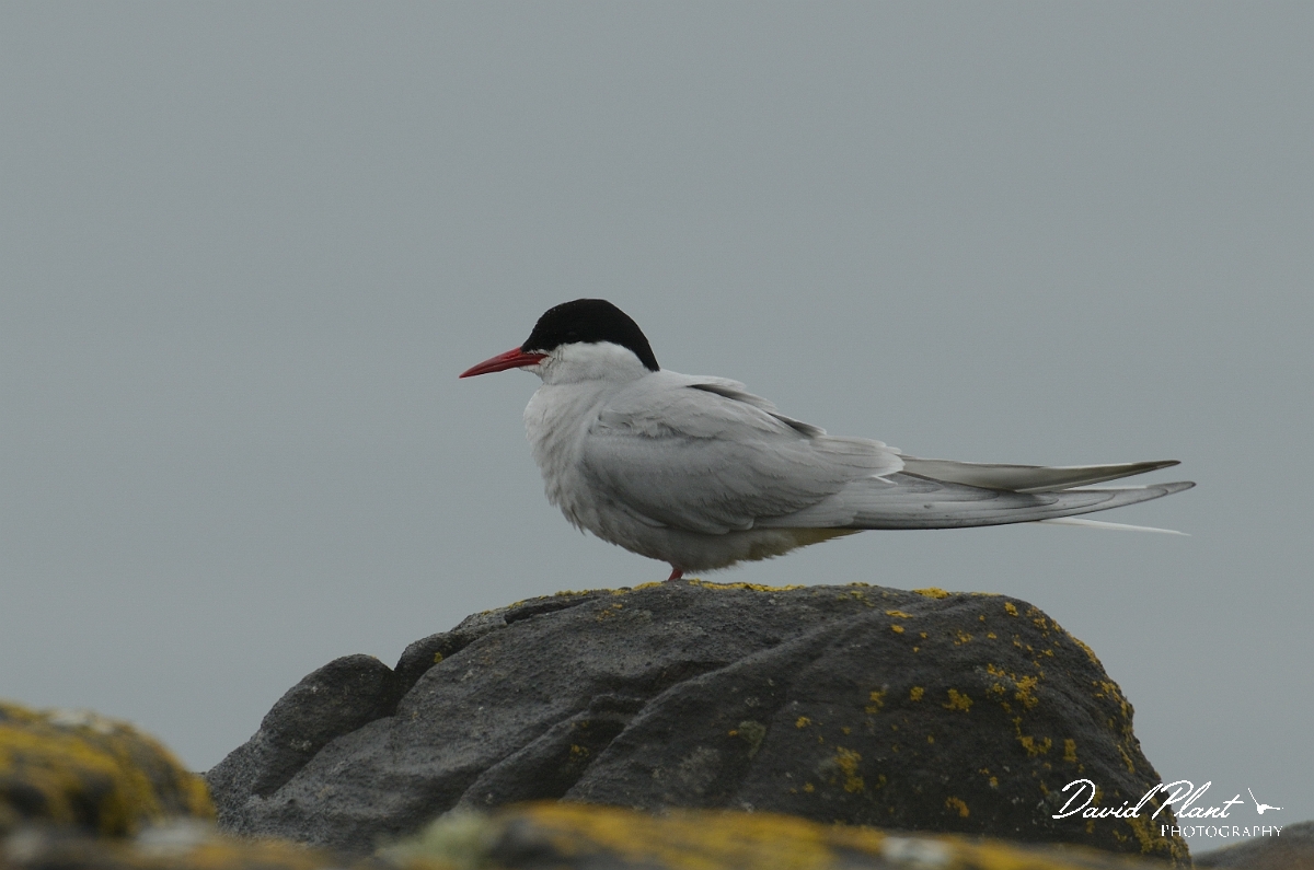 David Plant Photography - Wildlife Photography - Arctic tern - L.jpg - Arctic tern on a rock - Argyll and Bute