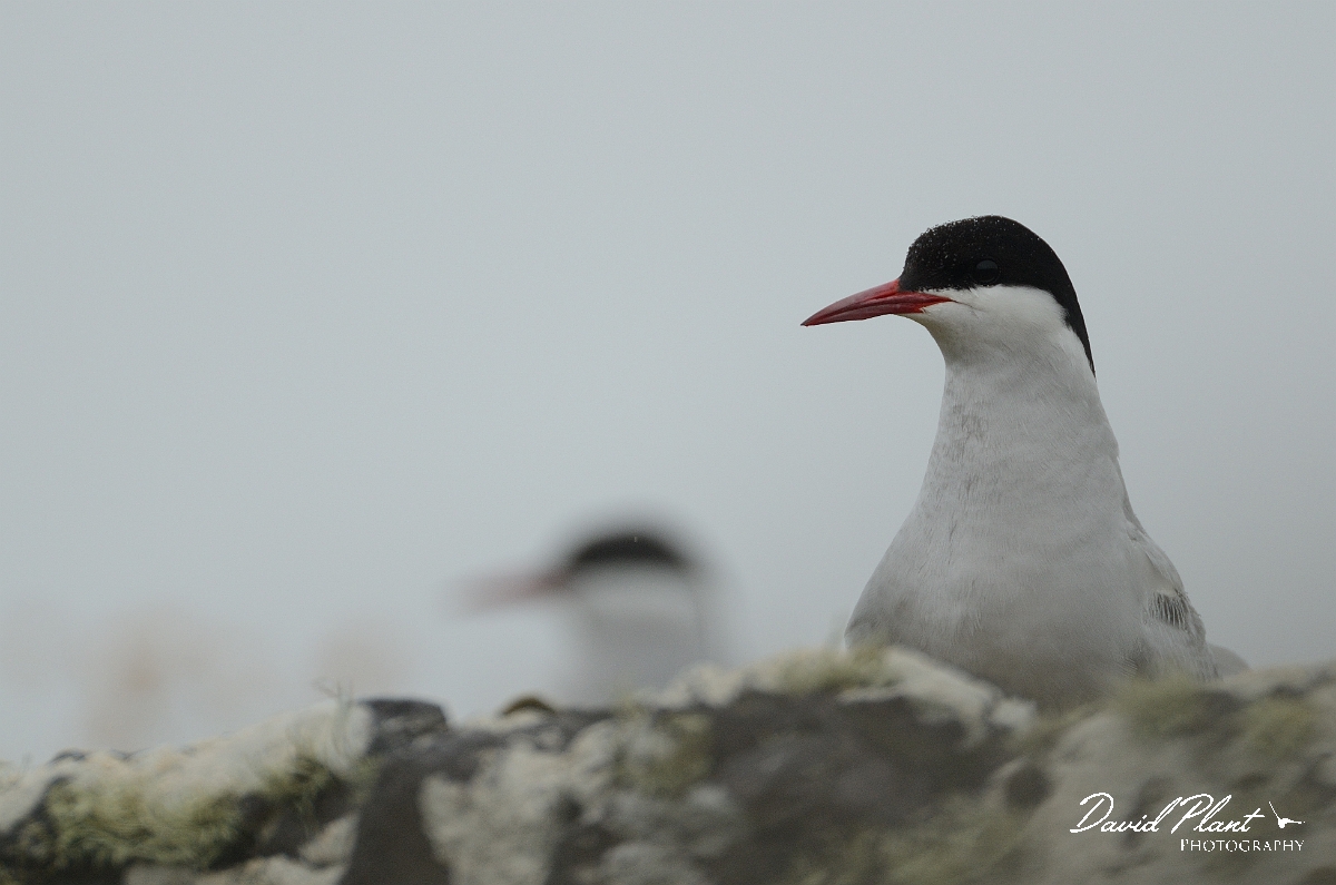David Plant Photography - Wildlife Photography - Arctic tern - M.jpg - Arctic tern head - Argyll and Bute